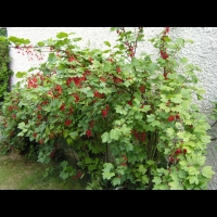Groseille (Pas de Calais) (00)